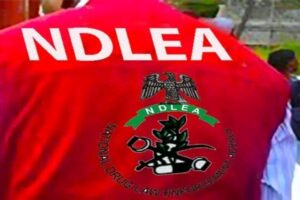 NDLEA Destroys Over 8 Tonnes of Illicit Drugs in Yobe