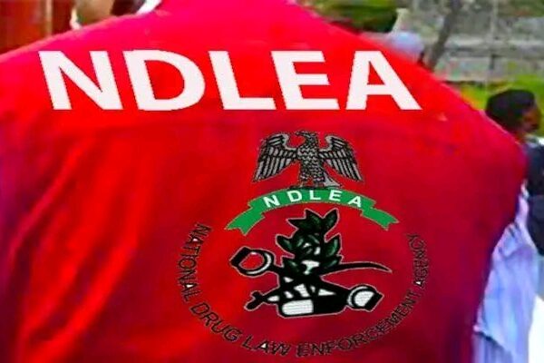 NDLEA Destroys Over 8 Tonnes of Illicit Drugs in Yobe
