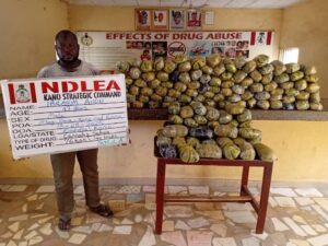 NDLEA Arrests Fugitive Drug Kingpin, Destroys 50 Tonnes of Skunk (+PHOTOS)