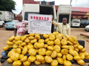 NDLEA Arrests Fugitive Drug Kingpin, Destroys 50 Tonnes of Skunk (+PHOTOS)