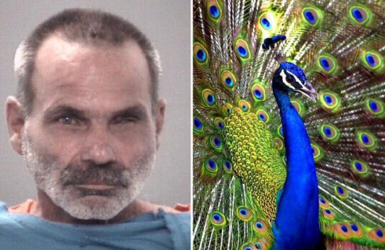 Man Arrested For Killing, Cooking His Own Peacocks
